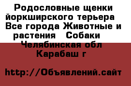 Родословные щенки йоркширского терьера - Все города Животные и растения » Собаки   . Челябинская обл.,Карабаш г.